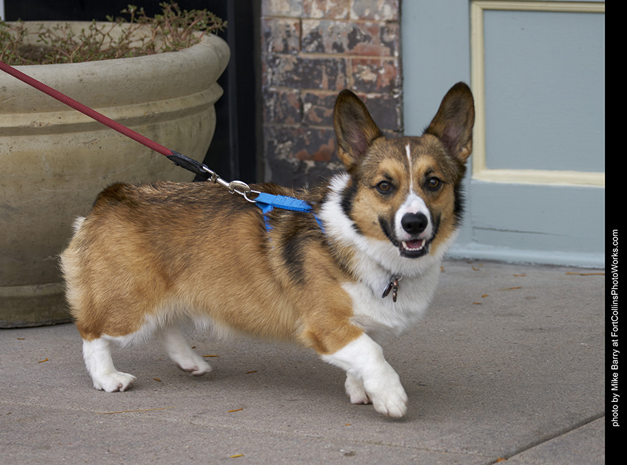 2017-09-30-tour-de-corgi-07724-fullsize - Annual Tour de Corgi